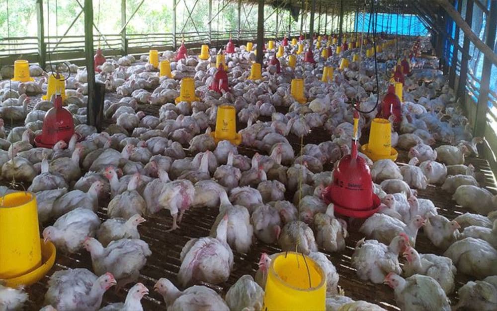 bisnis modal 10 juta ternak ayam